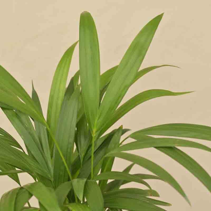 Buy Ugaoo Areca Palm Plant - Medium Live Plants from Vaaree