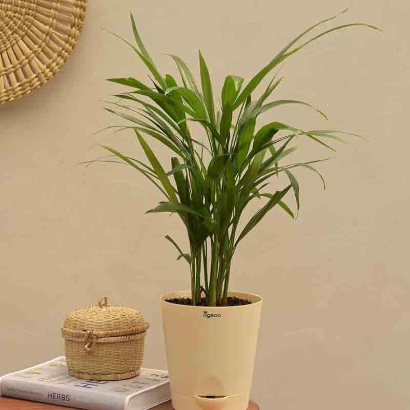 Buy Ugaoo Areca Palm Plant - Medium Live Plants from Vaaree