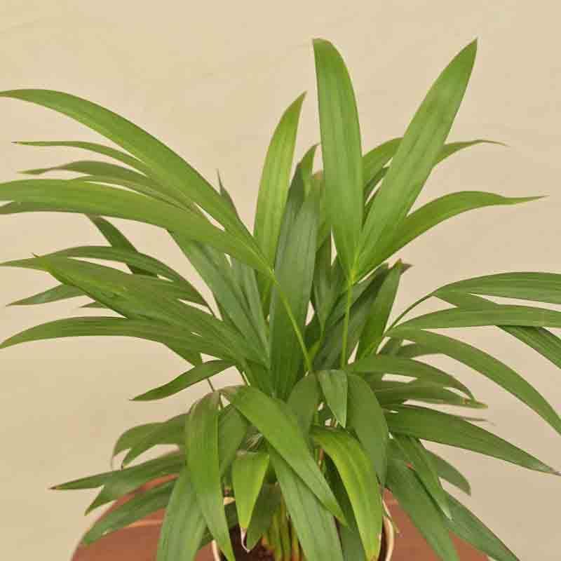 Buy Ugaoo Areca Palm Plant - Medium Live Plants from Vaaree