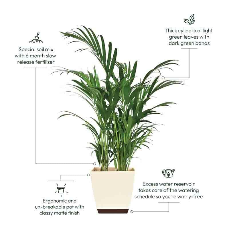 Buy Ugaoo Areca Palm Plant XL Live Plants from Vaaree