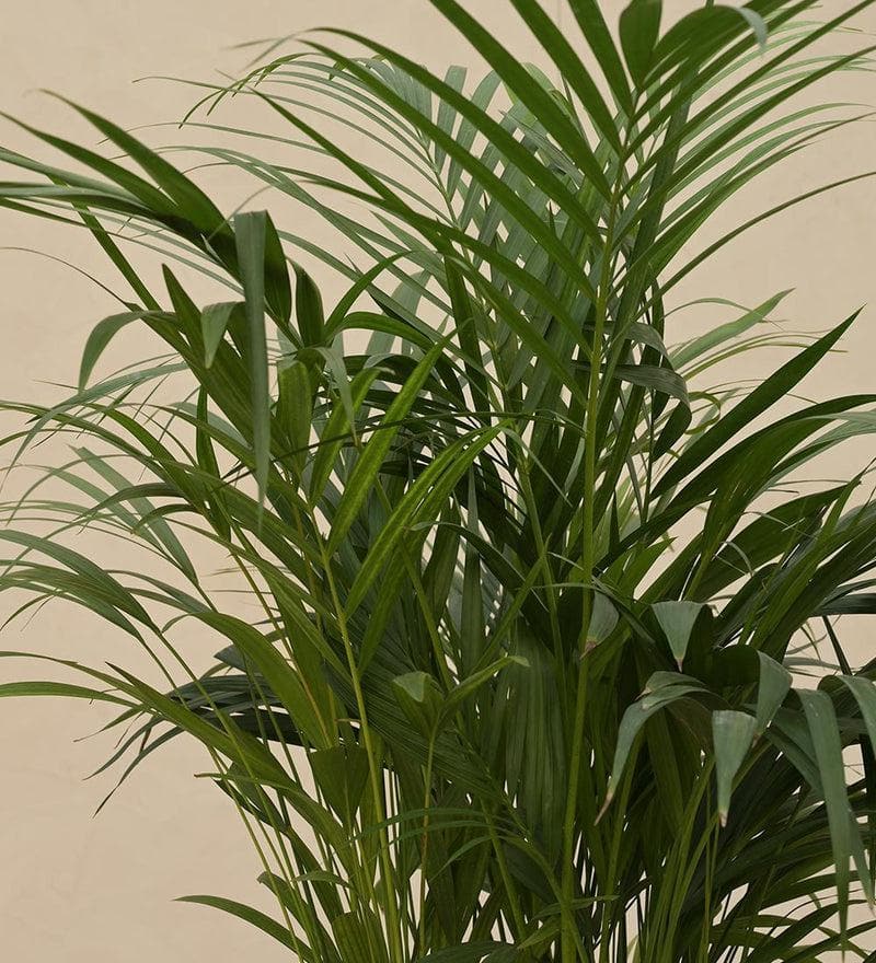 Buy Ugaoo Areca Palm Plant XL Live Plants from Vaaree