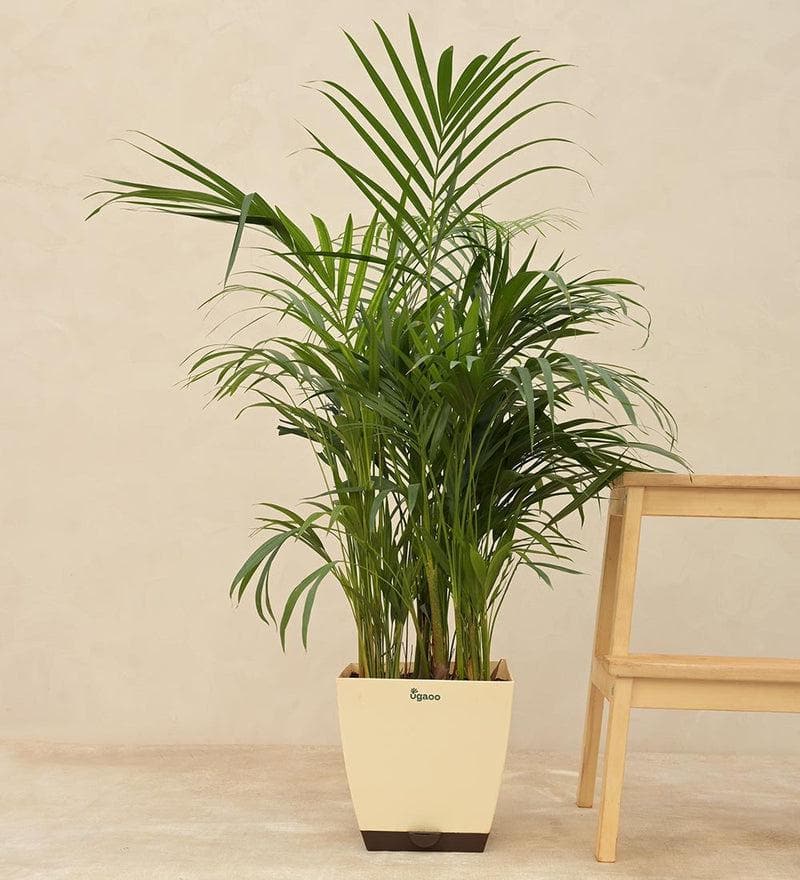 Buy Ugaoo Areca Palm Plant XL Live Plants from Vaaree