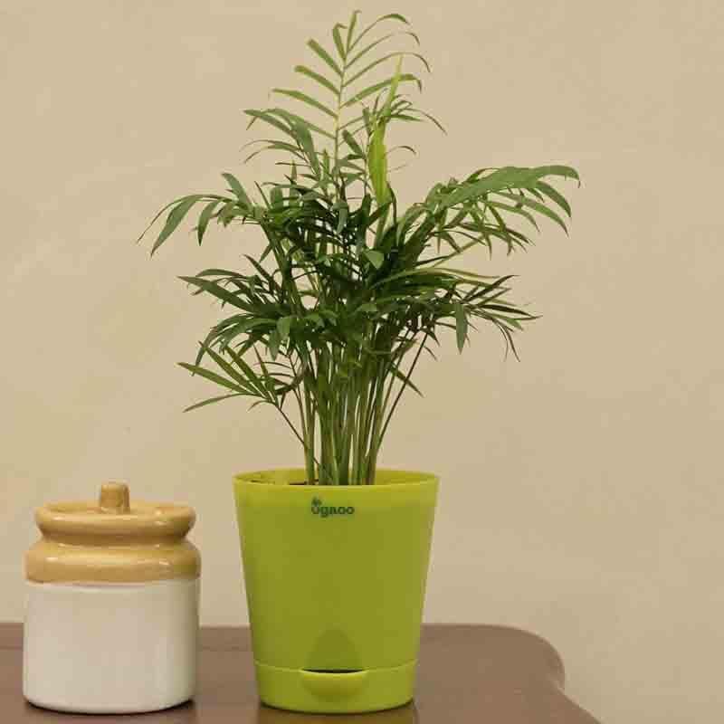 Buy Ugaoo Bamboo Palm Plant Live Plants from Vaaree