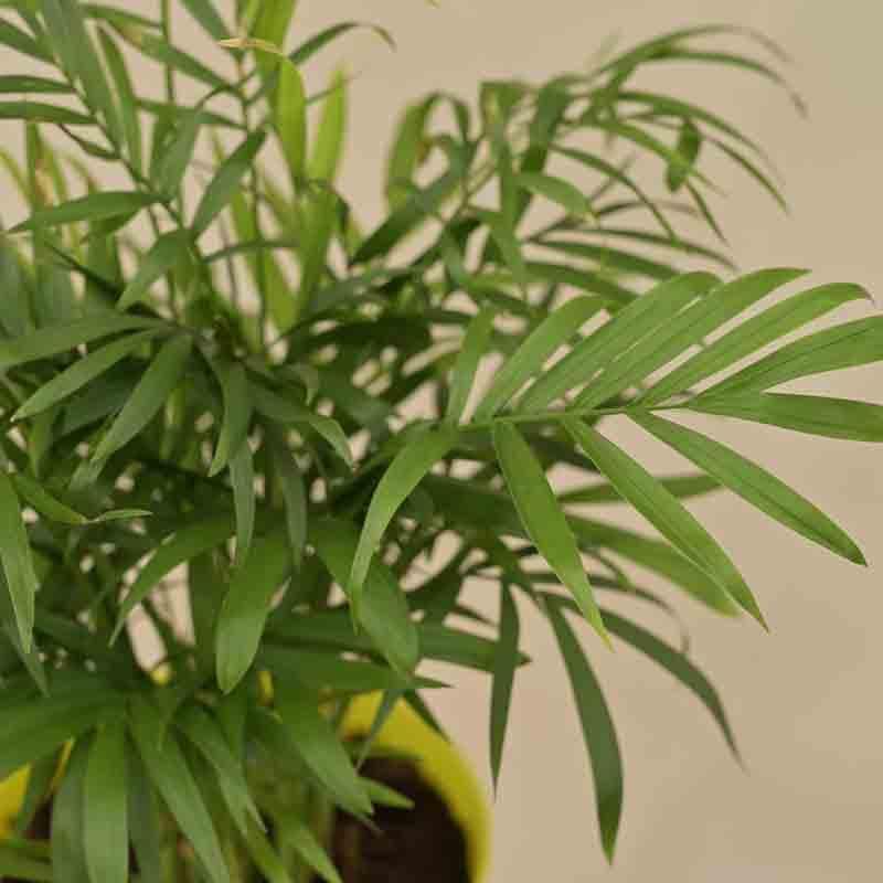 Buy Ugaoo Bamboo Palm Plant Live Plants from Vaaree