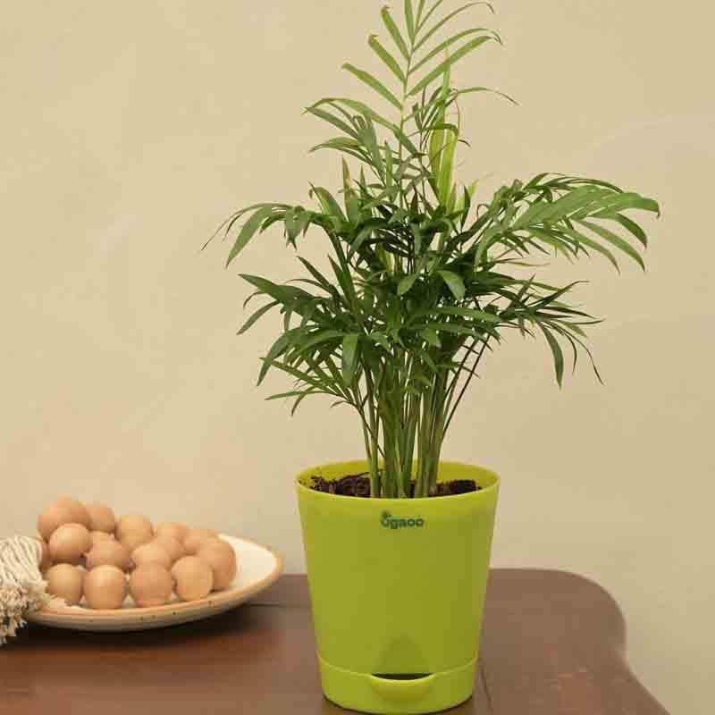 Buy Ugaoo Bamboo Palm Plant Live Plants from Vaaree