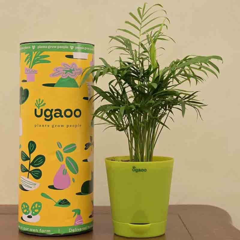 Buy Ugaoo Bamboo Palm Plant Live Plants from Vaaree