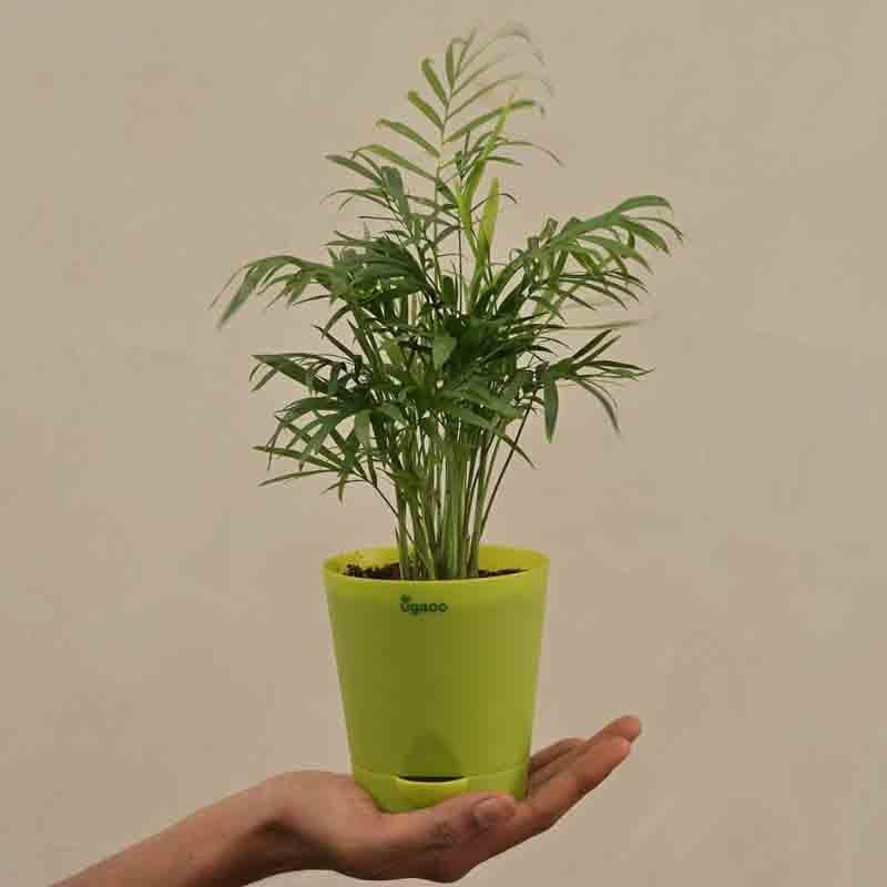 Buy Ugaoo Bamboo Palm Plant Live Plants from Vaaree