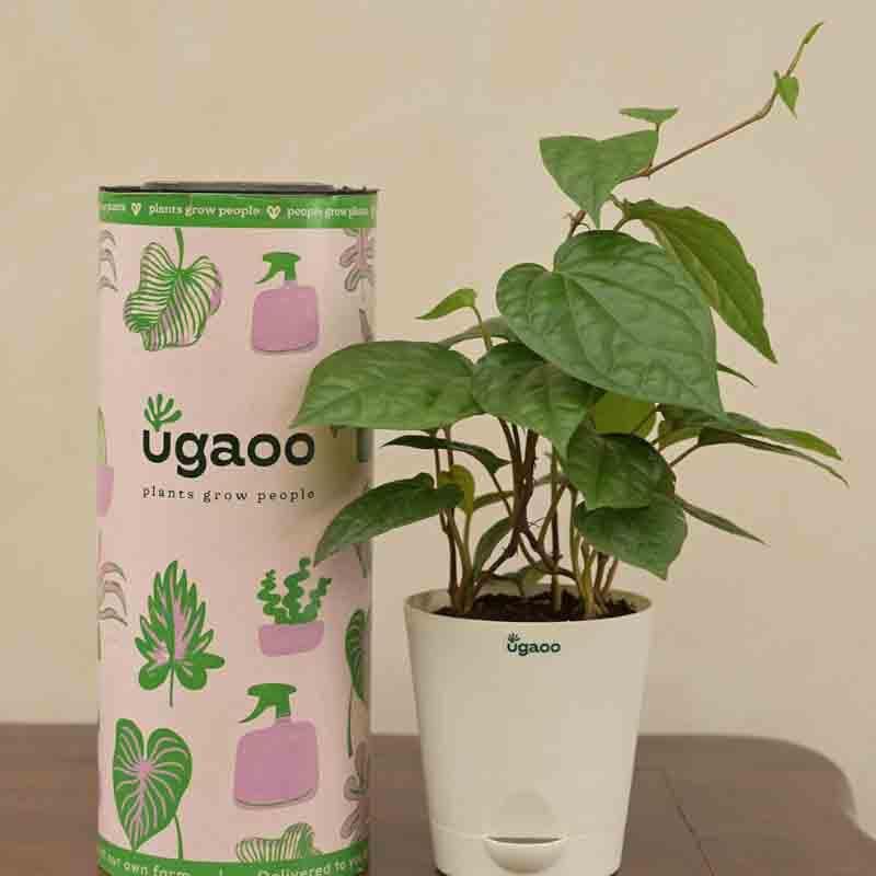 Buy Ugaoo Betel Leaf Plant (Magai Paan) Live Plants from Vaaree