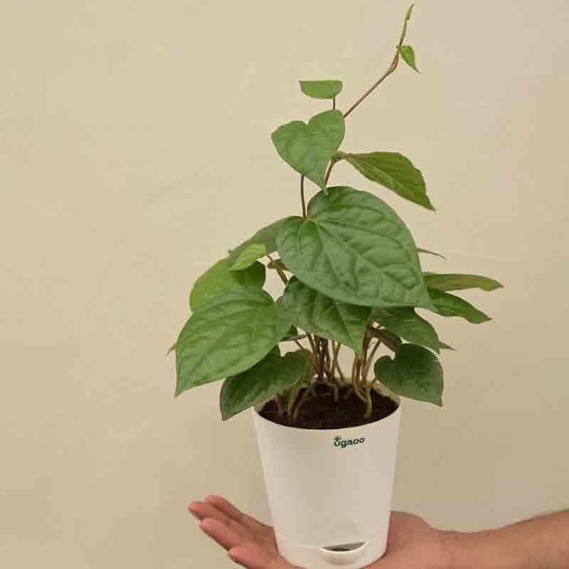 Buy Ugaoo Betel Leaf Plant (Magai Paan) Live Plants from Vaaree