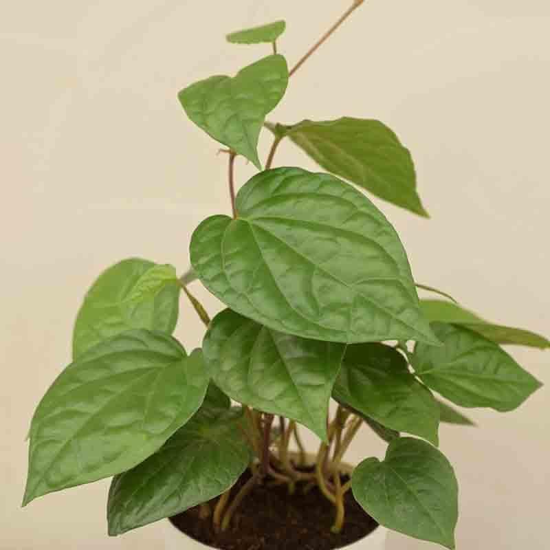 Buy Ugaoo Betel Leaf Plant (Magai Paan) Live Plants from Vaaree