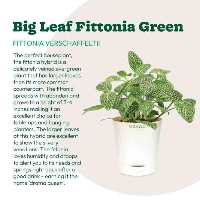 Buy Ugaoo Big Leaf Fittonia Plant Live Plants from Vaaree