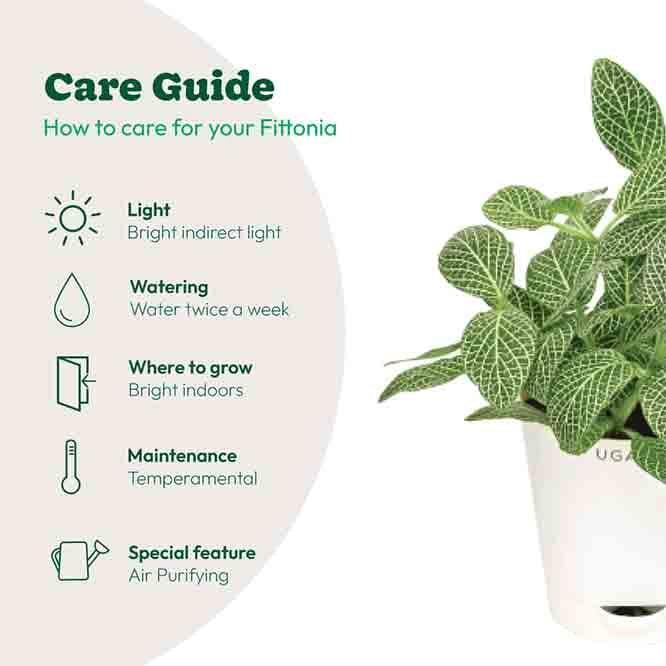 Buy Ugaoo Big Leaf Fittonia Plant Live Plants from Vaaree