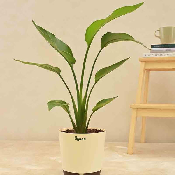 Buy Ugaoo Bird of Paradise Plant - Big Live Plants from Vaaree