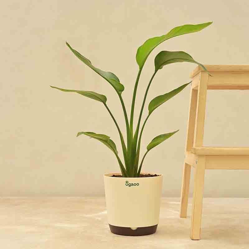 Buy Ugaoo Bird of Paradise Plant - Big Live Plants from Vaaree