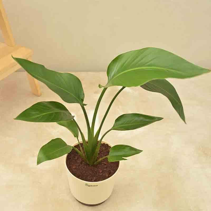 Buy Ugaoo Bird of Paradise Plant - Big Live Plants from Vaaree