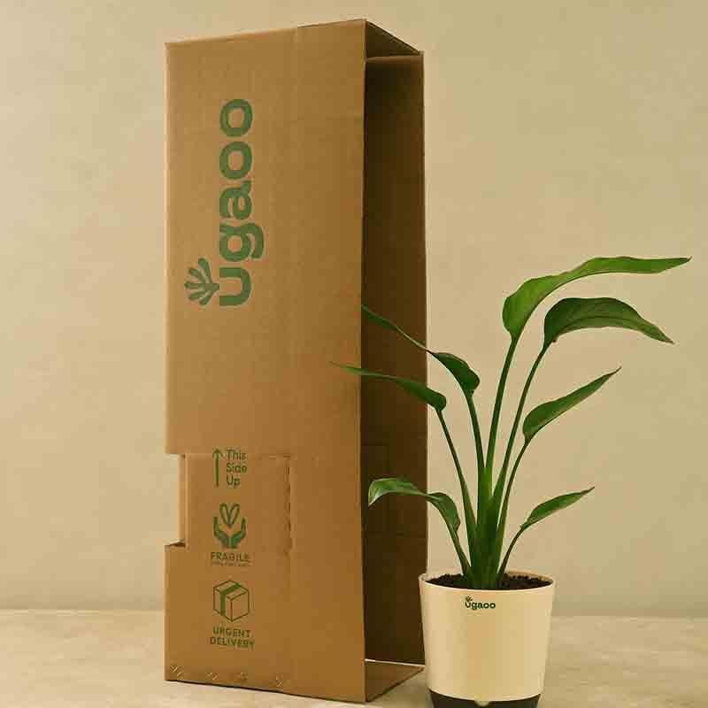 Buy Live Plants - Ugaoo Bird of Paradise Plant - Big at Vaaree online