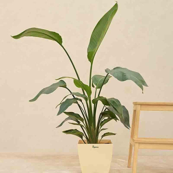 Buy Ugaoo Bird of Paradise Plant - Medium Live Plants from Vaaree