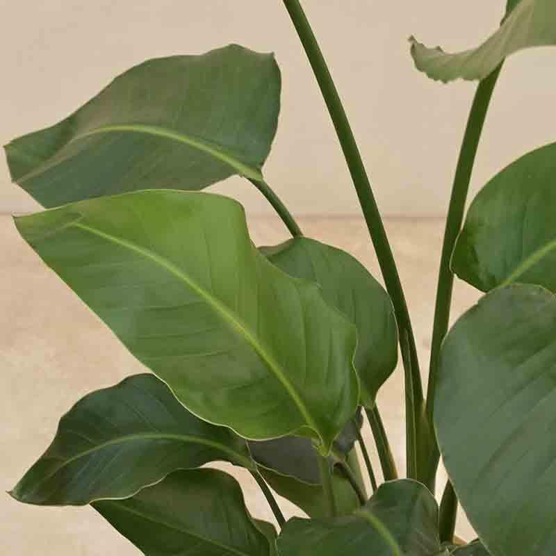 Live Plants - Ugaoo Bird of Paradise Plant - Medium