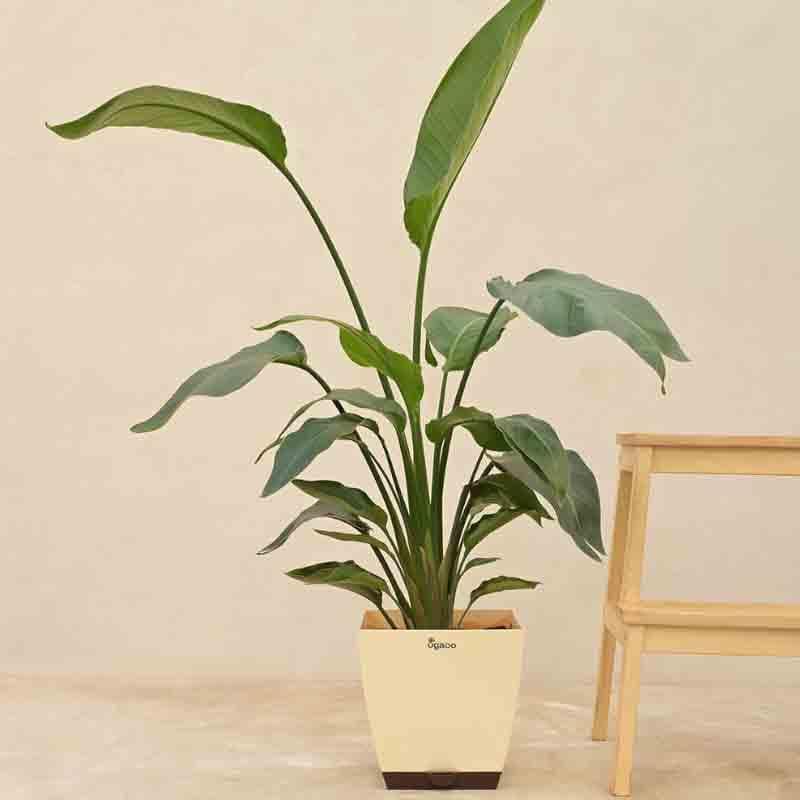 Buy Live Plants - Ugaoo Bird of Paradise Plant - XL at Vaaree online