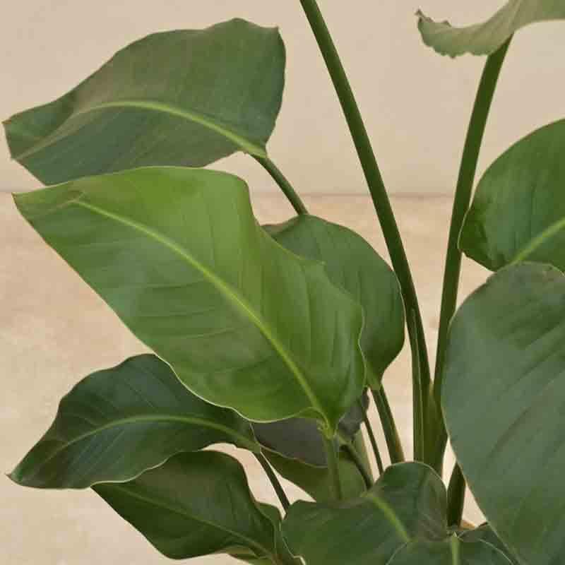 Buy Ugaoo Bird of Paradise Plant - XL Live Plants from Vaaree