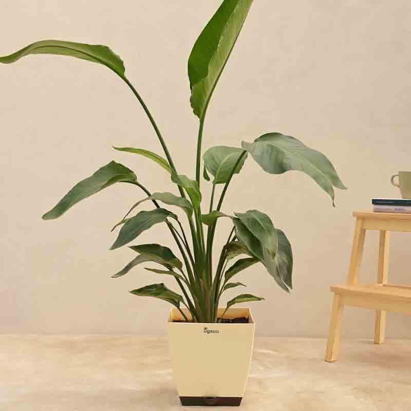 Buy Ugaoo Bird of Paradise Plant - XL Live Plants from Vaaree