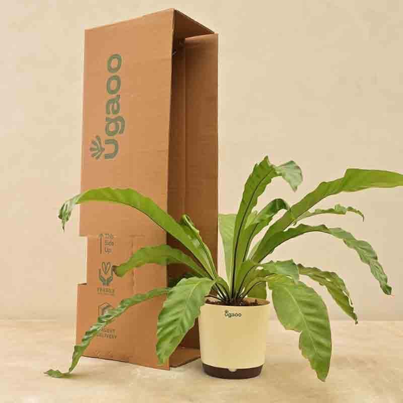 Buy Ugaoo Bird's Nest Fern Plant Live Plants from Vaaree