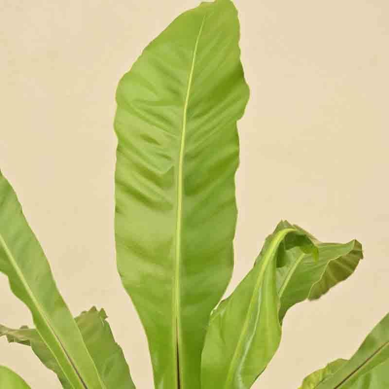 Buy Ugaoo Bird's Nest Fern Plant Live Plants from Vaaree