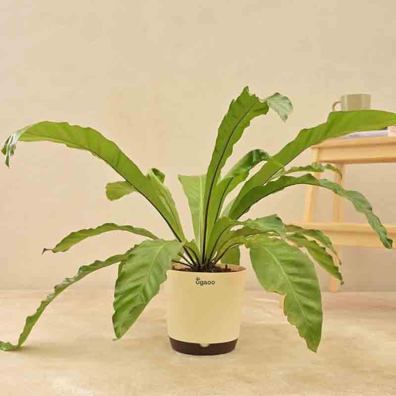 Buy Ugaoo Bird's Nest Fern Plant Live Plants from Vaaree