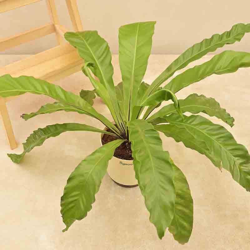 Buy Ugaoo Bird's Nest Fern Plant Live Plants from Vaaree