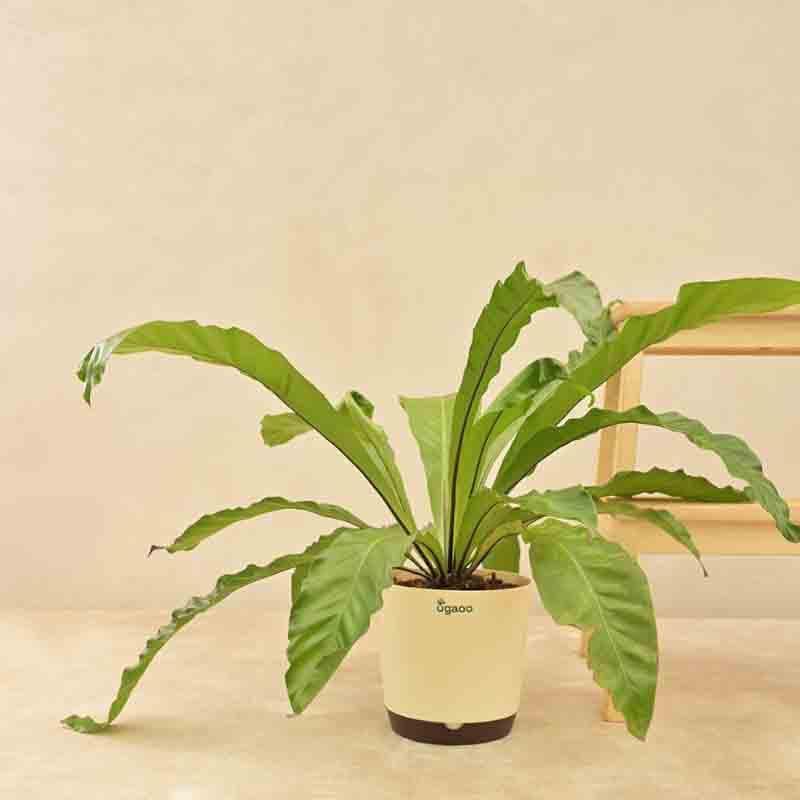 Buy Ugaoo Bird's Nest Fern Plant Live Plants from Vaaree