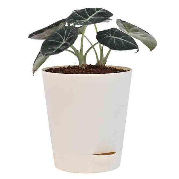 Buy Ugaoo Black Velvet Alocasia Plant Live Plants from Vaaree