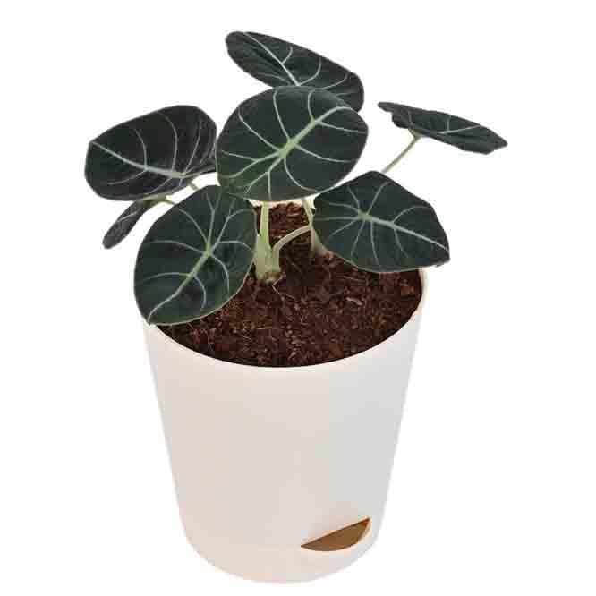 Buy Ugaoo Black Velvet Alocasia Plant Live Plants from Vaaree