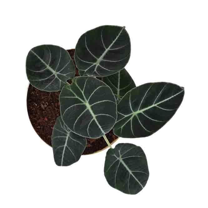 Buy Ugaoo Black Velvet Alocasia Plant Live Plants from Vaaree