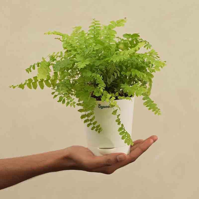 Buy Ugaoo Boston Compacta Plant Live Plants from Vaaree