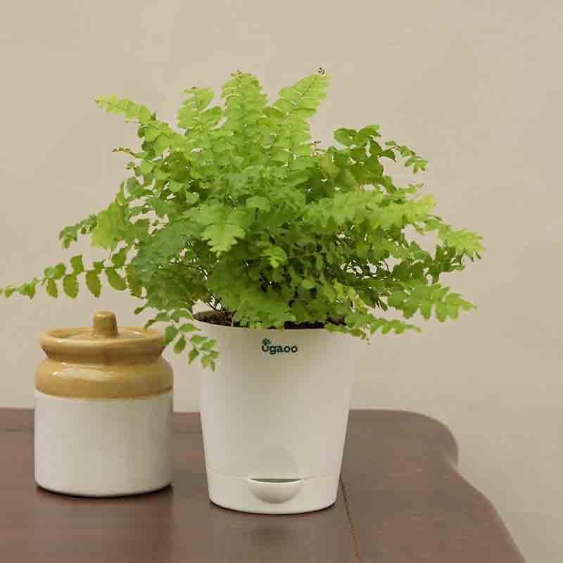 Buy Ugaoo Boston Compacta Plant Live Plants from Vaaree