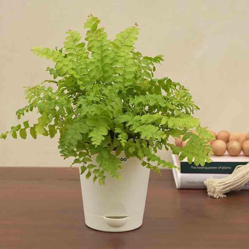 Buy Ugaoo Boston Compacta Plant Live Plants from Vaaree