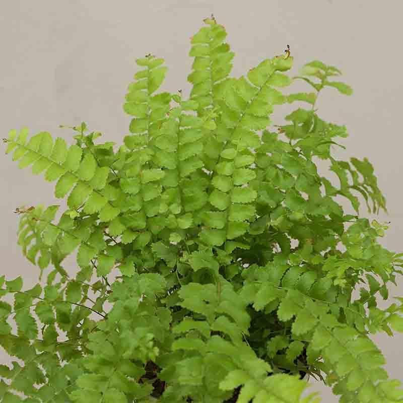 Buy Ugaoo Boston Compacta Plant Live Plants from Vaaree