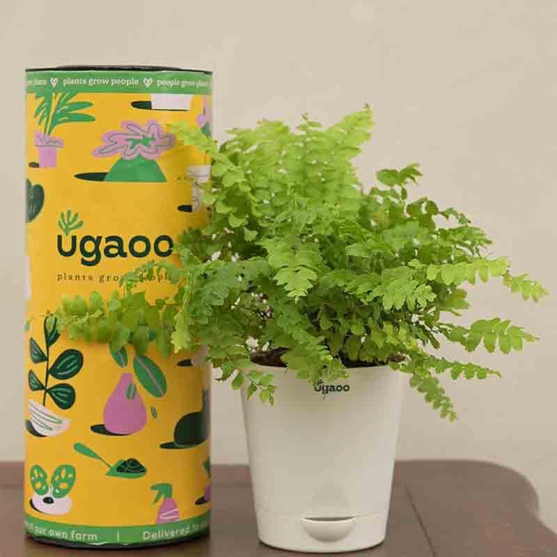 Buy Ugaoo Boston Compacta Plant Live Plants from Vaaree