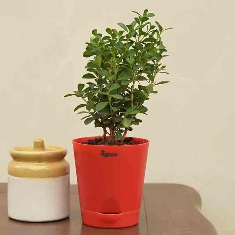 Buy Ugaoo Boxwood Buxus Plant Live Plants from Vaaree