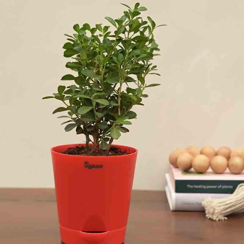 Buy Ugaoo Boxwood Buxus Plant Live Plants from Vaaree