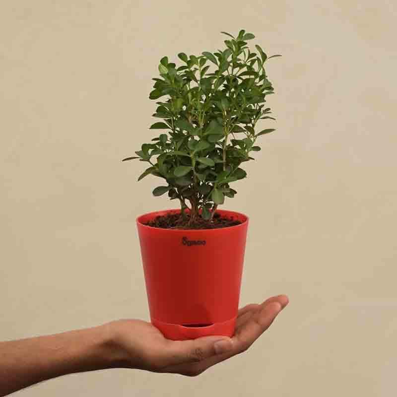 Buy Ugaoo Boxwood Buxus Plant Live Plants from Vaaree