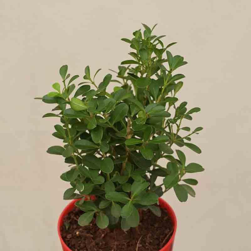 Buy Ugaoo Boxwood Buxus Plant Live Plants from Vaaree