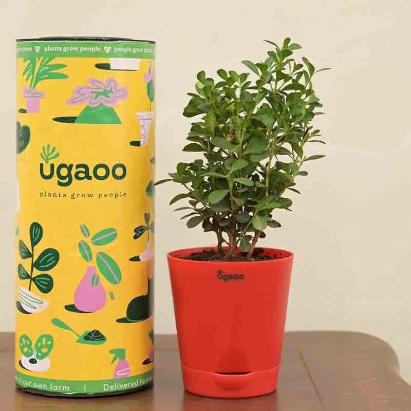 Buy Ugaoo Boxwood Buxus Plant Live Plants from Vaaree