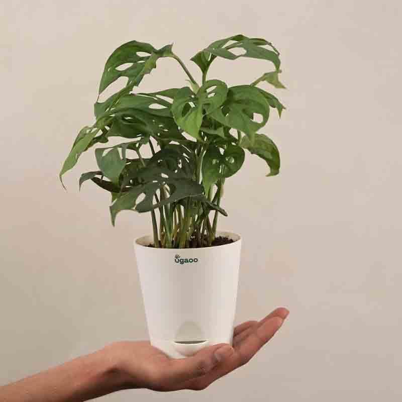 Buy Ugaoo Broken Heart Plant Live Plants from Vaaree