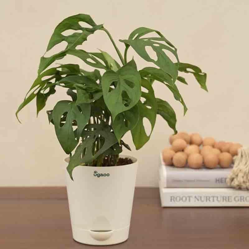 Buy Ugaoo Broken Heart Plant Live Plants from Vaaree