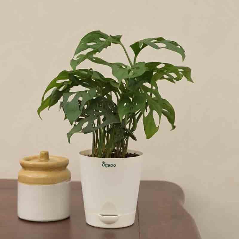 Buy Ugaoo Broken Heart Plant Live Plants from Vaaree