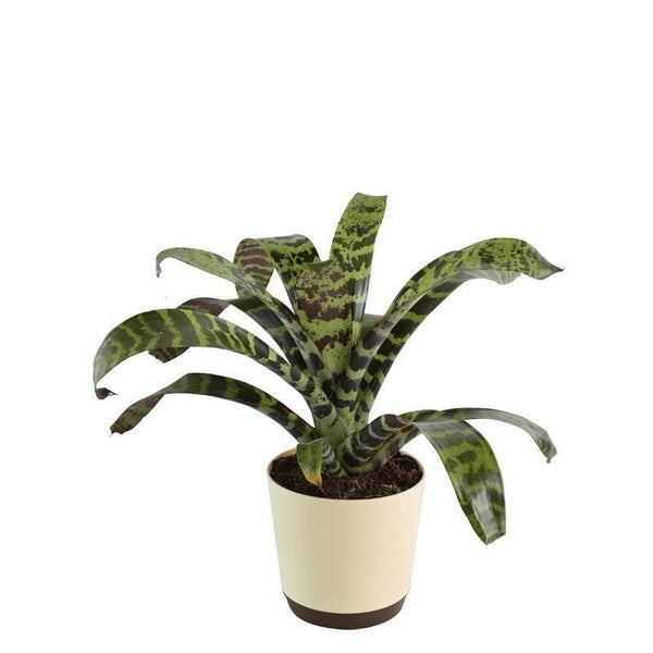 Buy Ugaoo Bromeliad Zebrina Plant Live Plants from Vaaree