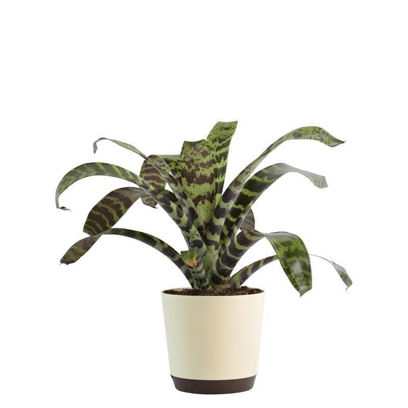 Buy Ugaoo Bromeliad Zebrina Plant Live Plants from Vaaree