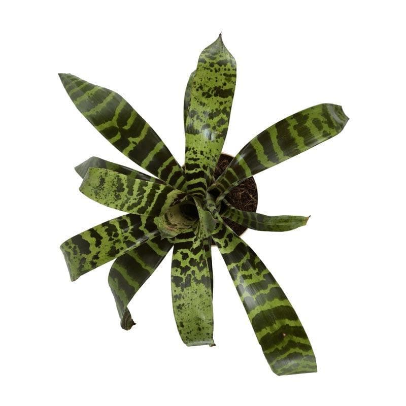 Buy Ugaoo Bromeliad Zebrina Plant Live Plants from Vaaree