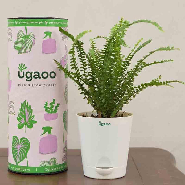 Buy Ugaoo Button Fern Plant Live Plants from Vaaree